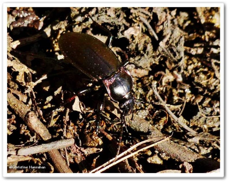 Ground beetle (Carabus sp.)