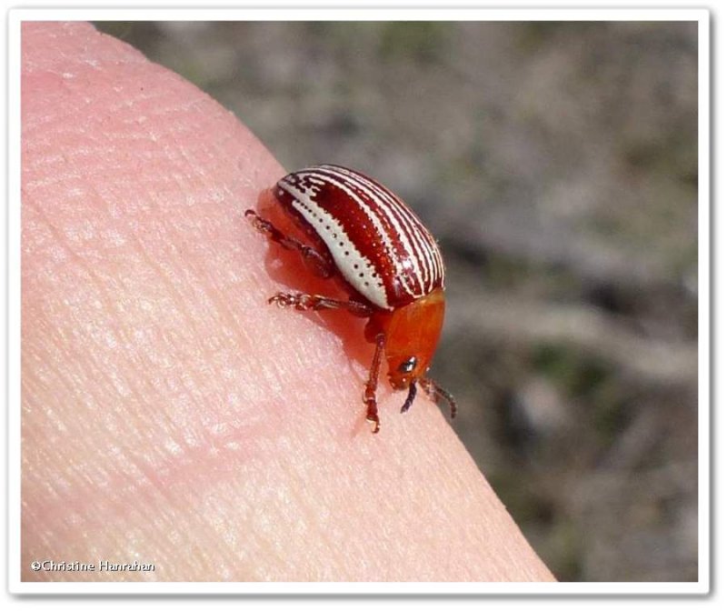 Sumac flea beetle (Blepharida rhois)