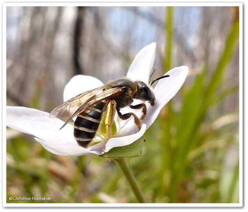 Sweat bee (Halictus rubicundus) on Hepatica