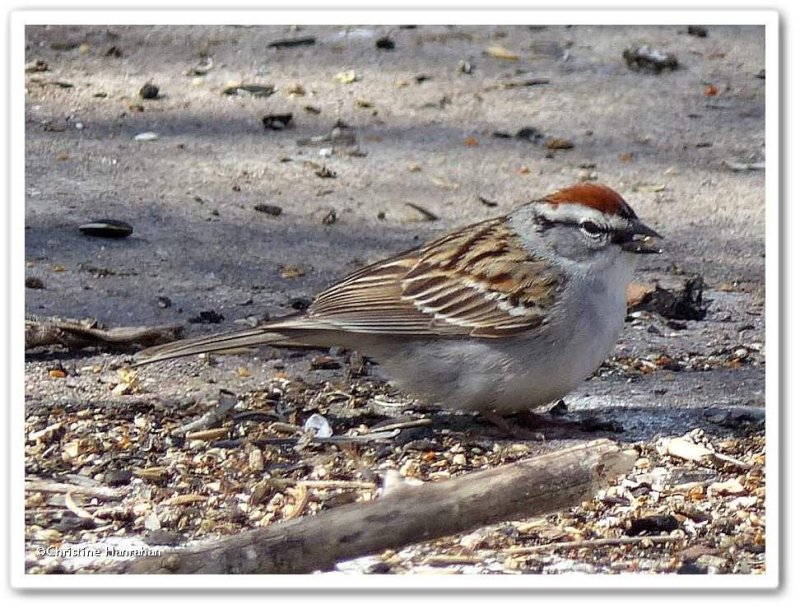 Chipping sparrow