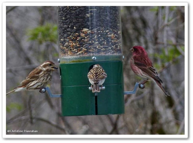Purple finch pair, Chipping sparrow