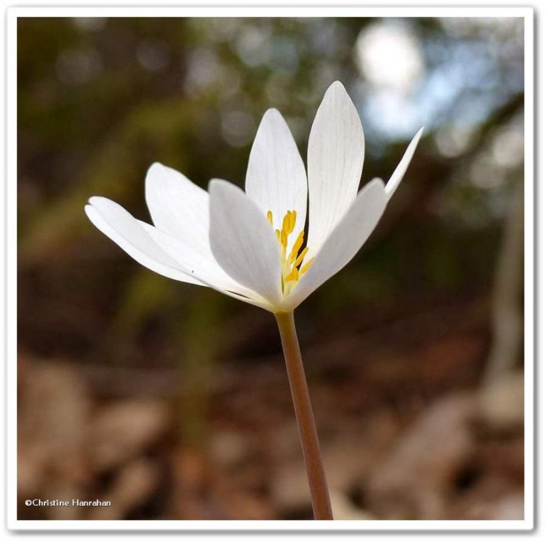 Bloodroot (Sanguinaria canadensis)