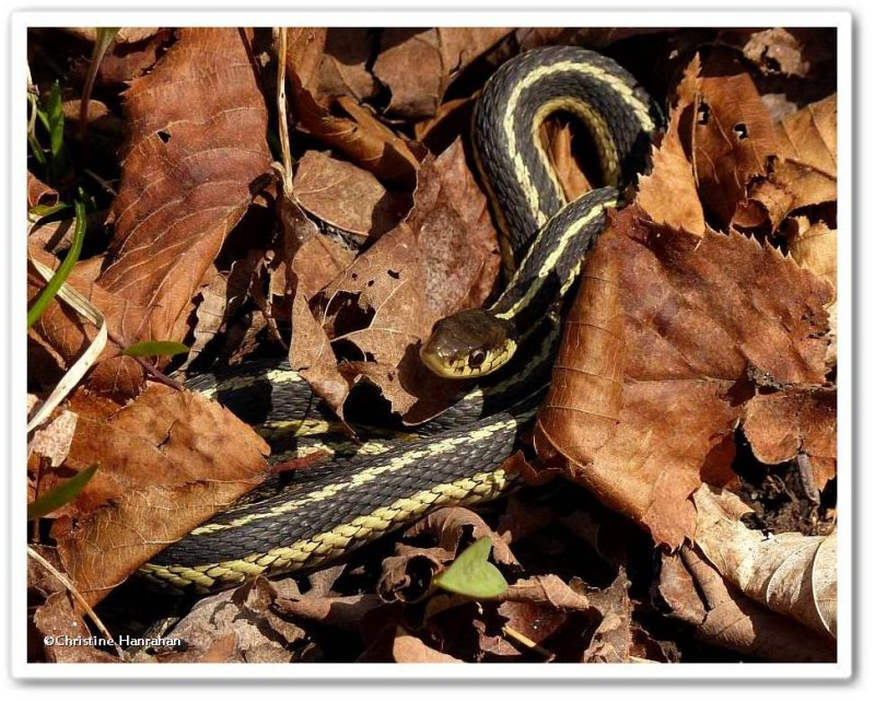 Common garter snake  (Thamnophis sirtalis)
