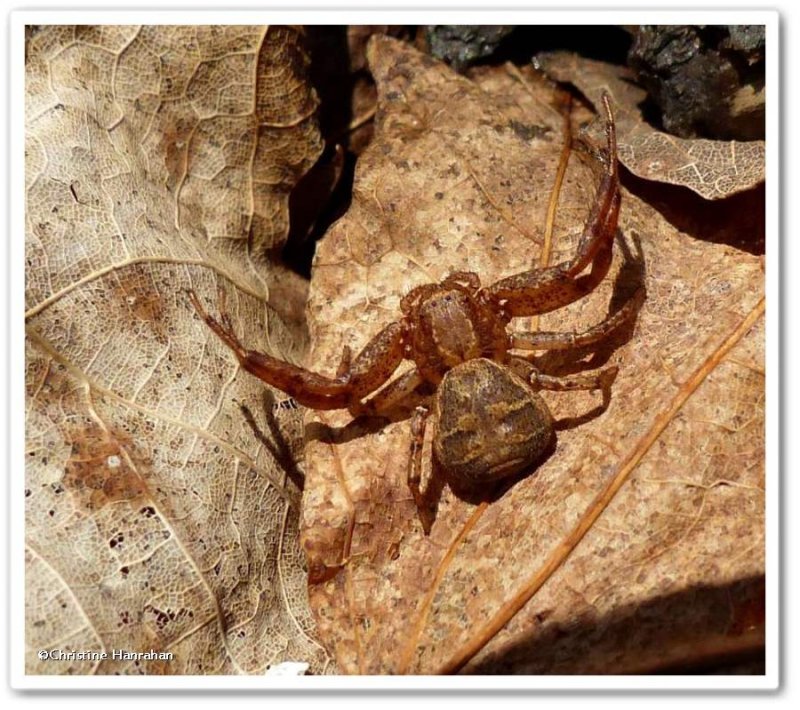 Ground crab spider (Xysticus)