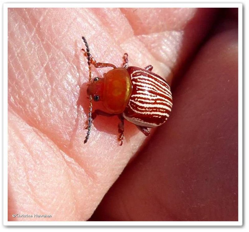 Sumac flea beetle (<em>Blepharida rhois</em>)