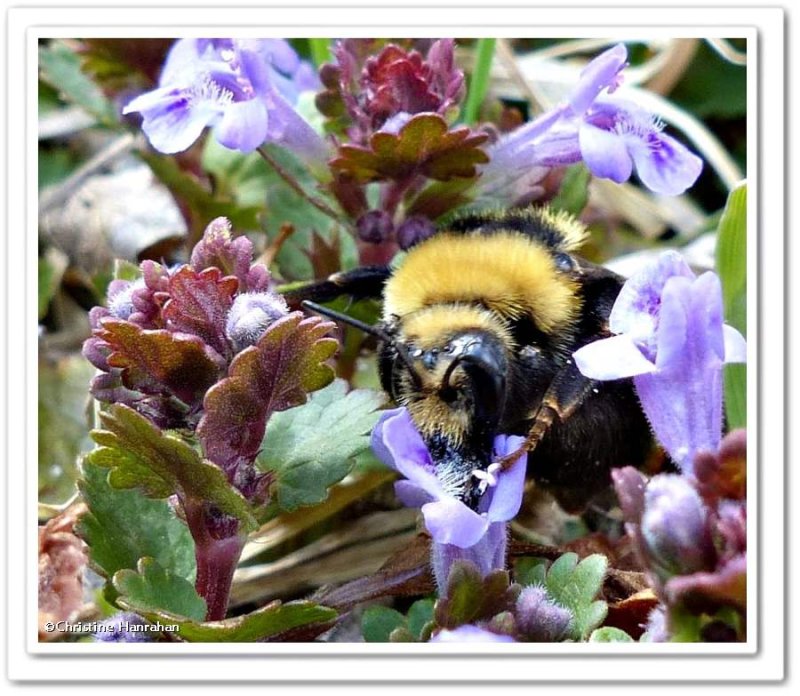 Bumble bee (Bombus borealis)