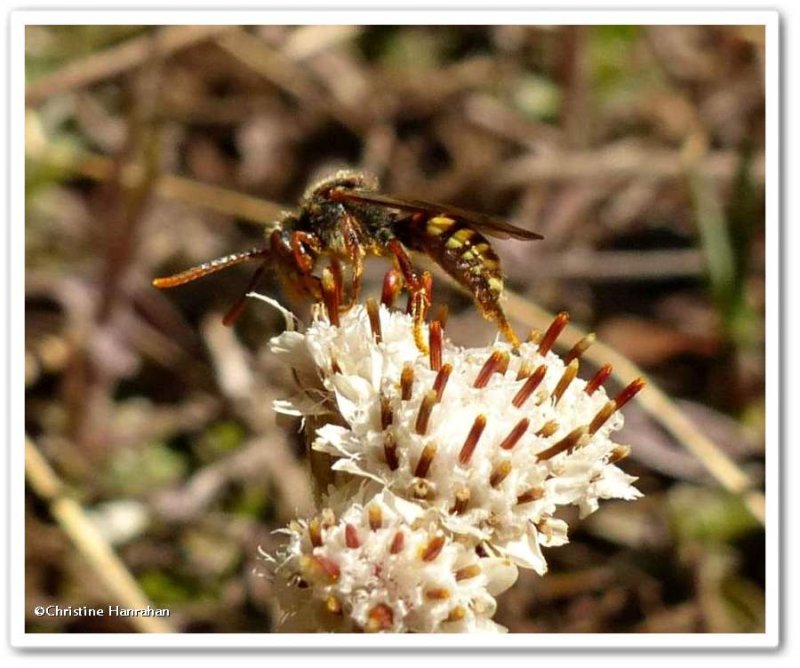 Cuckoo bee (Nomada sp.)