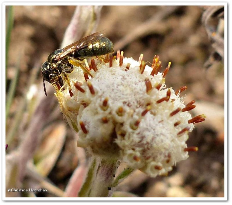 Small carpenter bee (Ceratina sp)