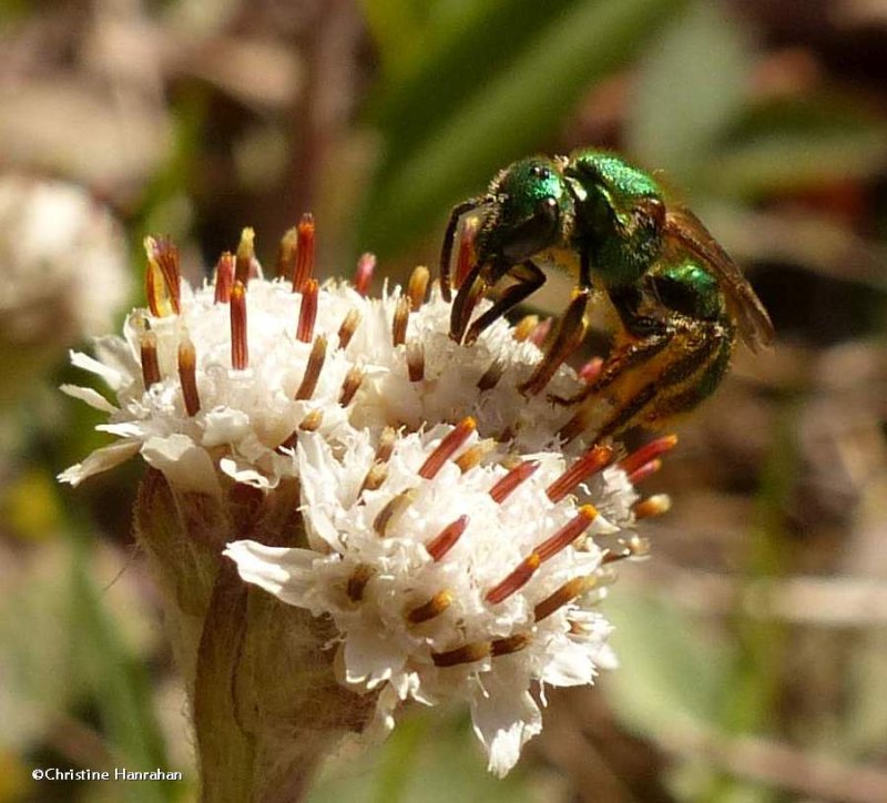 Sweat bee (Agapostemon)?