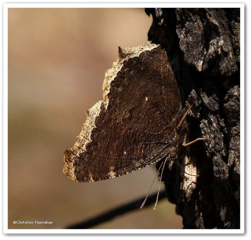 Mourning cloak butterfly  (Nymphalis antiopa)