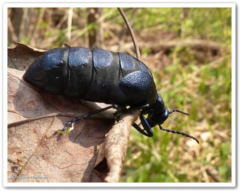 Blister beetle (Meloe sp.) , female