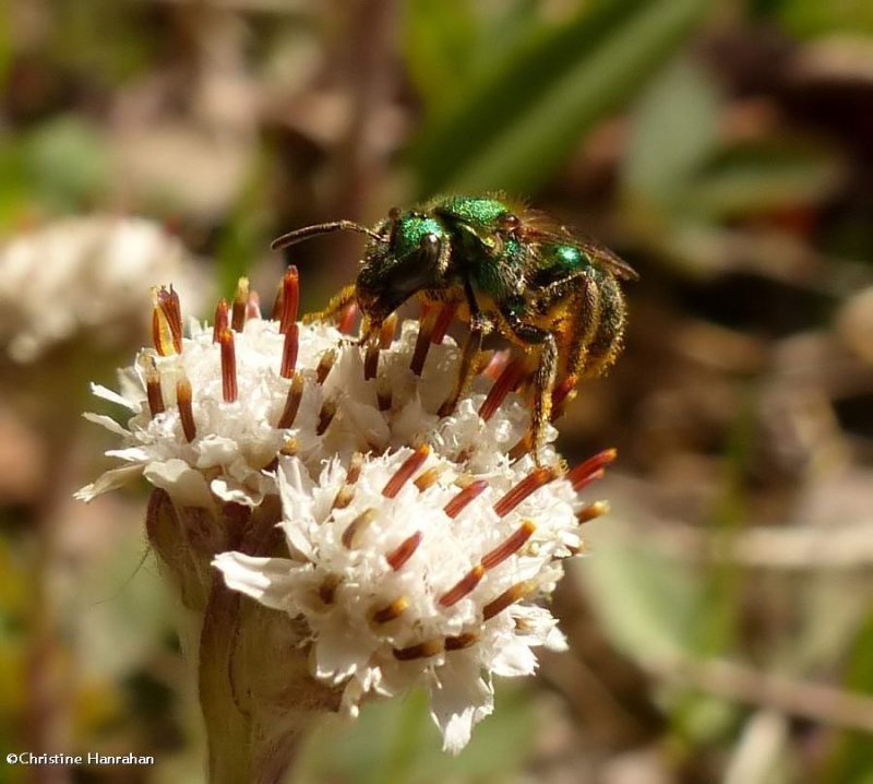 Sweat bee (Agapostemon)?