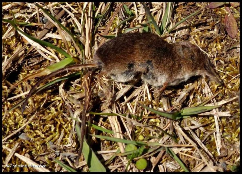 Common shrew (Sorex cinereus)