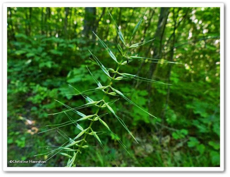 Bottlebrush grass (Hystrix patula)