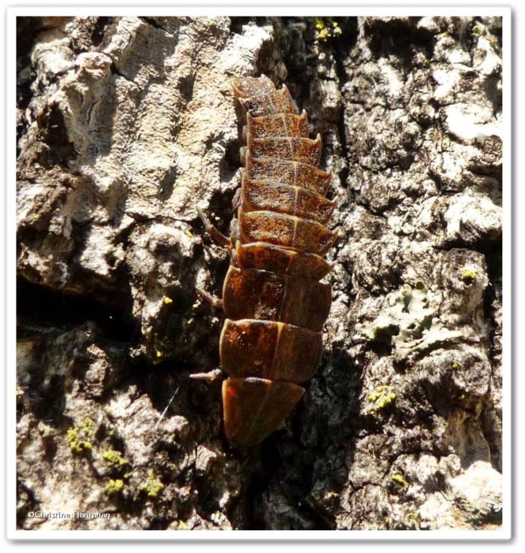 Firefly larva (Lampyridae)