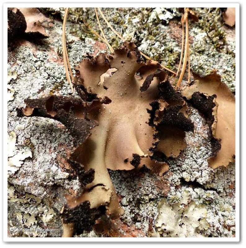 Smooth rock tripe lichen  (Umbilicaria)