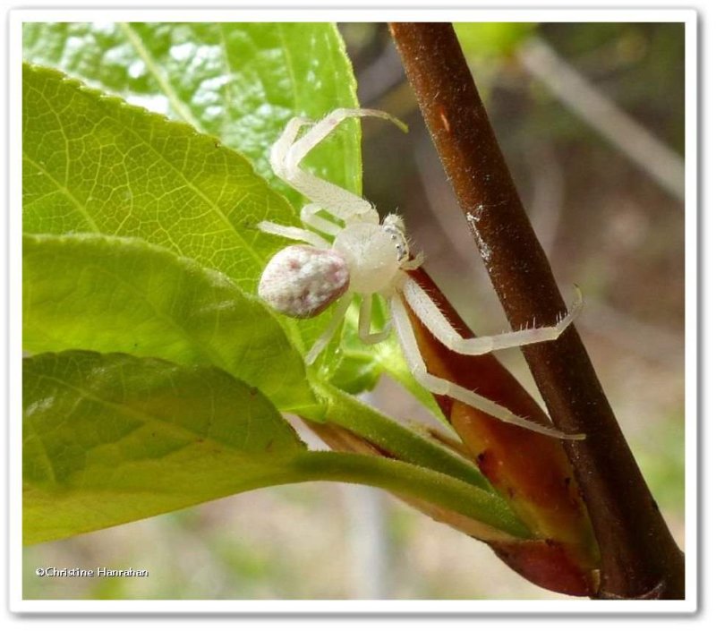 Crab spider (Mecaphesa sp.)