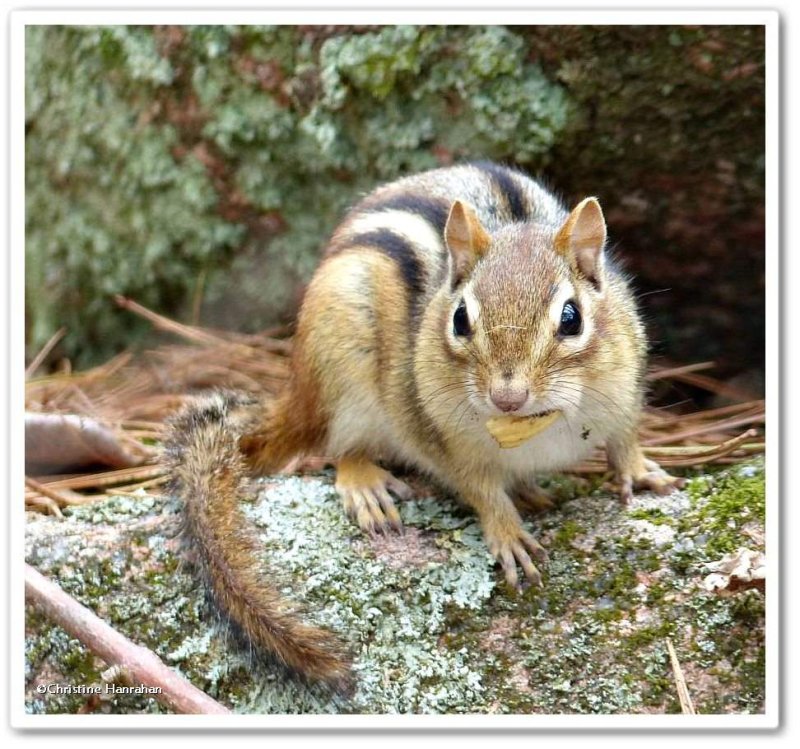 Eastern chipmunk  (Tamias striatus)