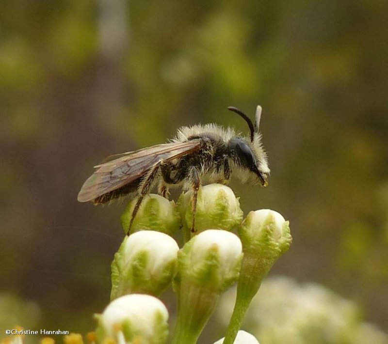 Andrenid bee (Andrena)