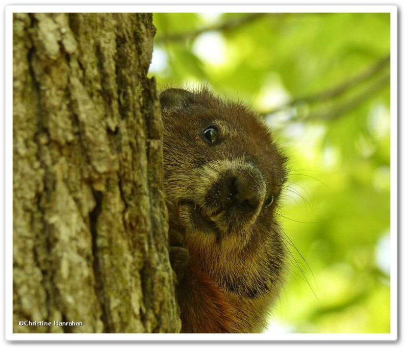 Groundhog  (Marmota monax) in a tree