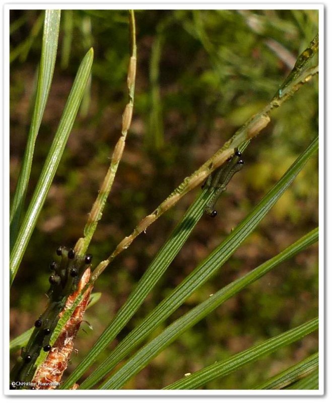 European pine sawflies (Neodiprion sertifer)