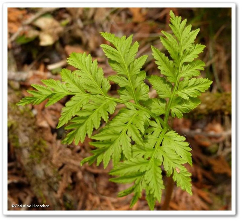 Rattlesnake fern (Botrypus virginianus)