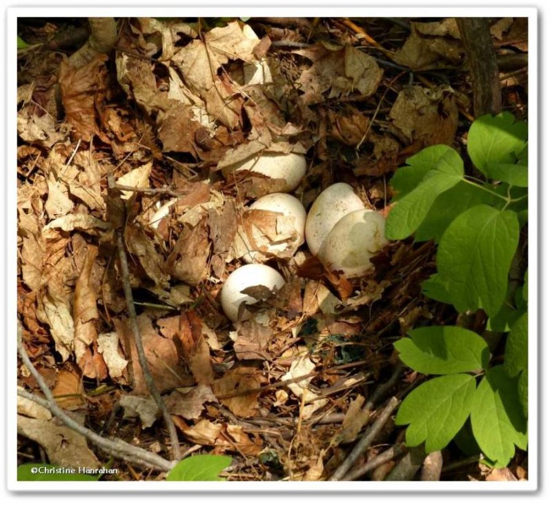 Wild turkey nest