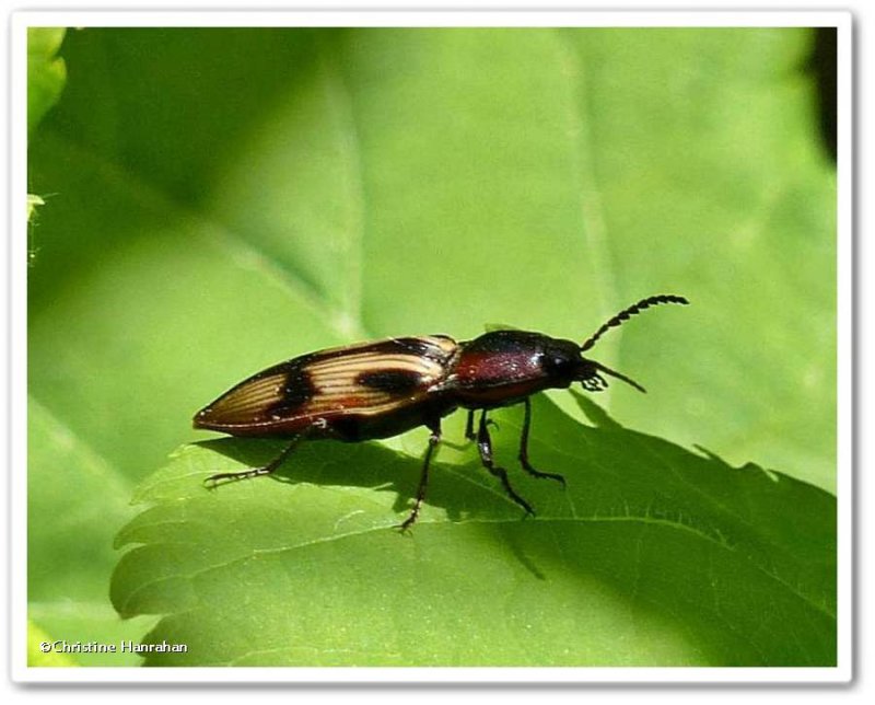 Click beetle (Selatosomus pulcher)