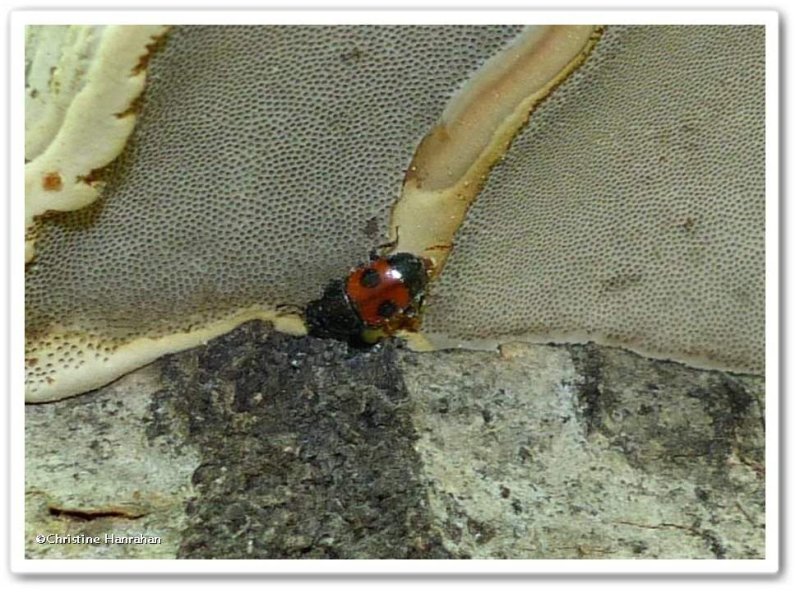 Sap-feeding beetle (Glischrochilus sanguinolentus)