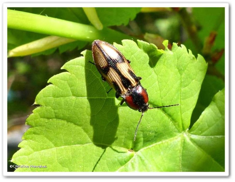 Click beetle (Selatosomus pulcher)