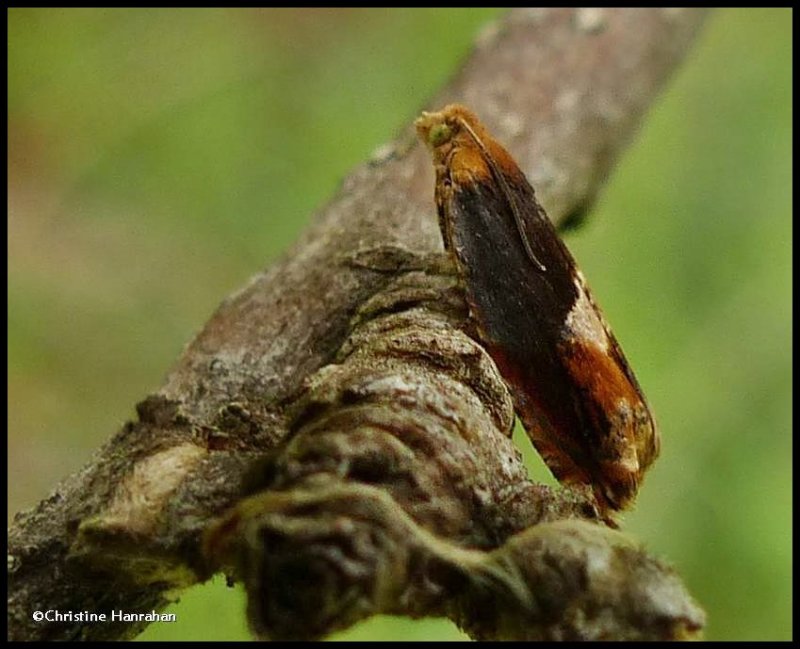 Red-headed Anclylis  moth  (Ancylis muricana), #3377