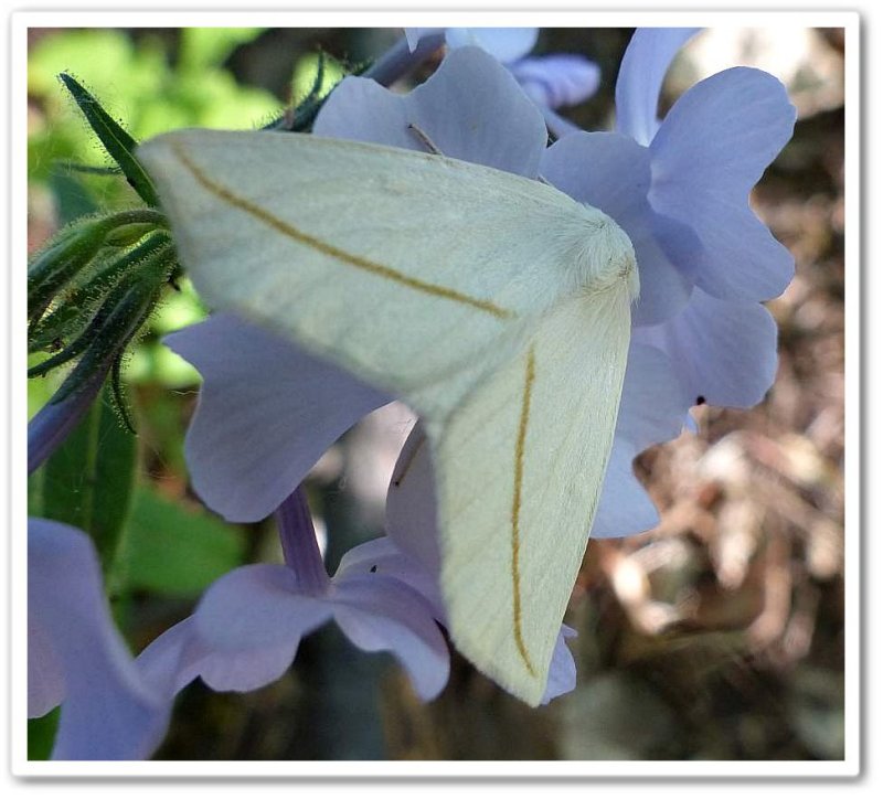 White slant-line moth (Tetracis crocallata), #6964