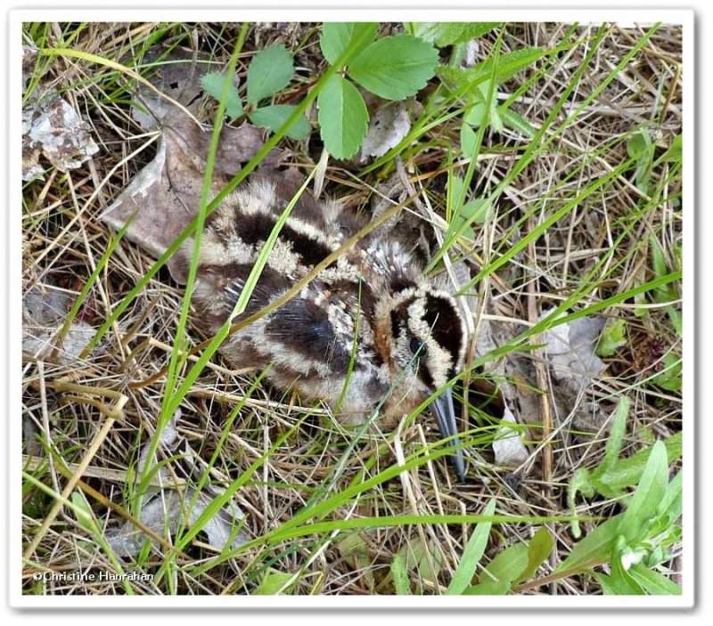 American woodcock  juvenile