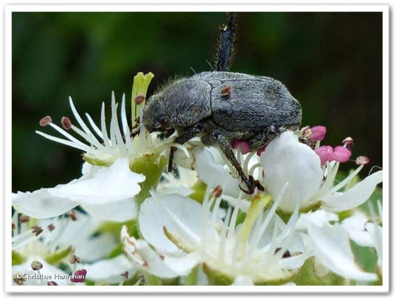 Scarab beetle (Hoplia trifasciata)