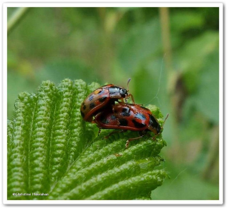 Alder leaf beetles (Chrysomela mainensis)