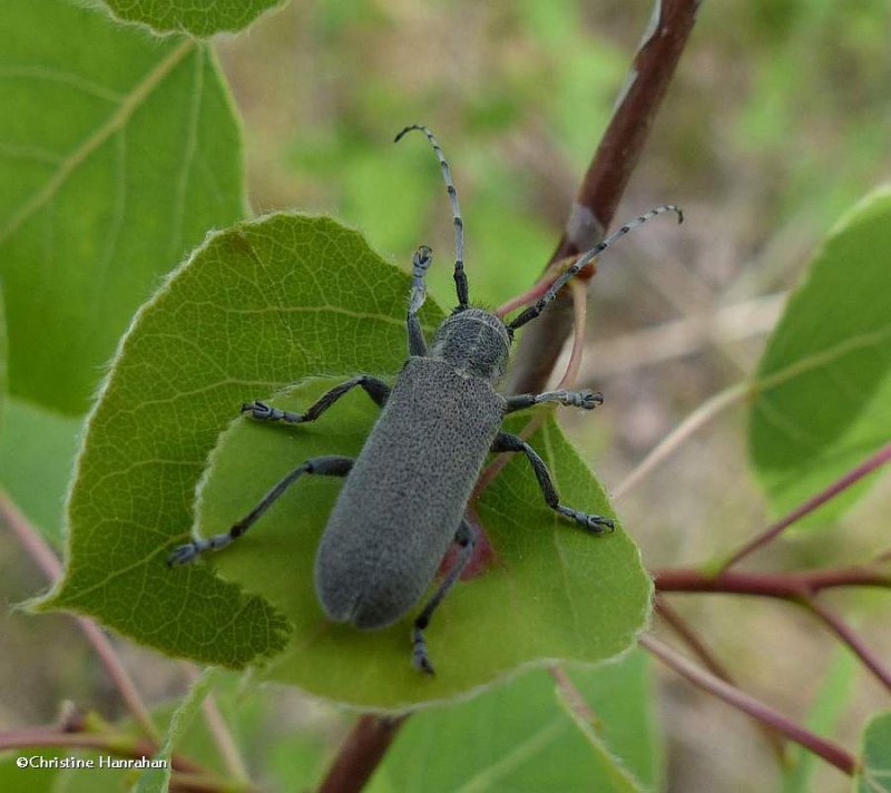 Poplar gall saperda (Saperda inornata), a long-horned beetle