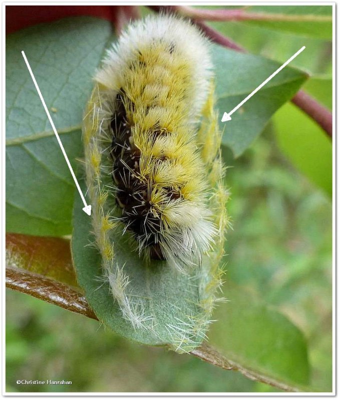 Virginia Ctenucha moth caterpillar  forming cocoon