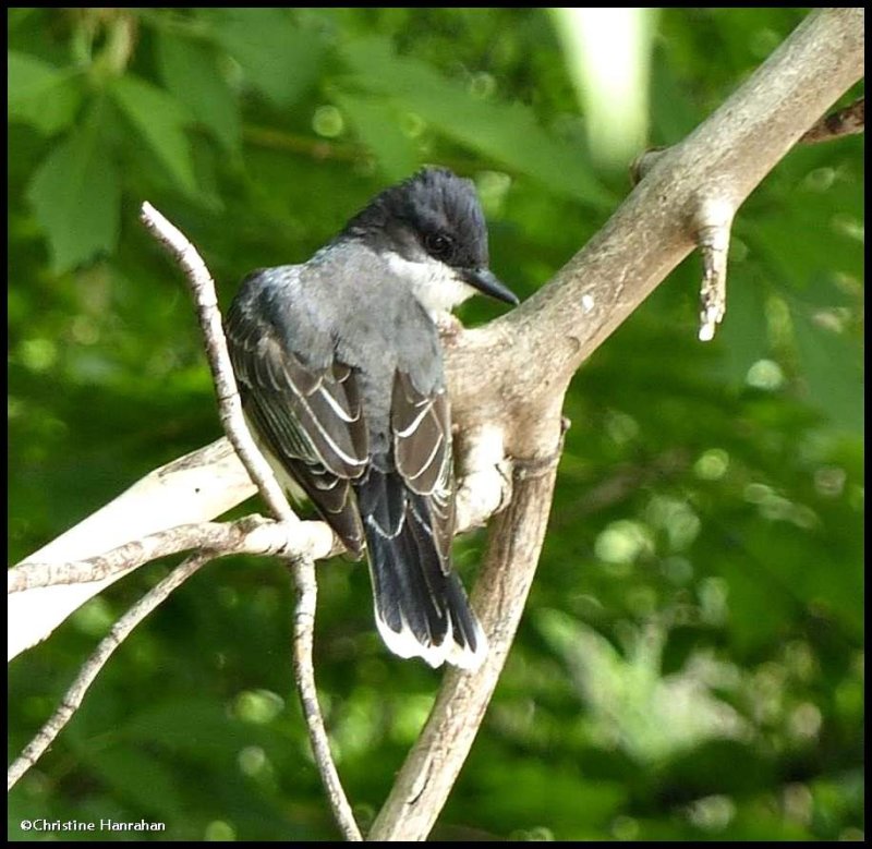 Eastern kiingbird