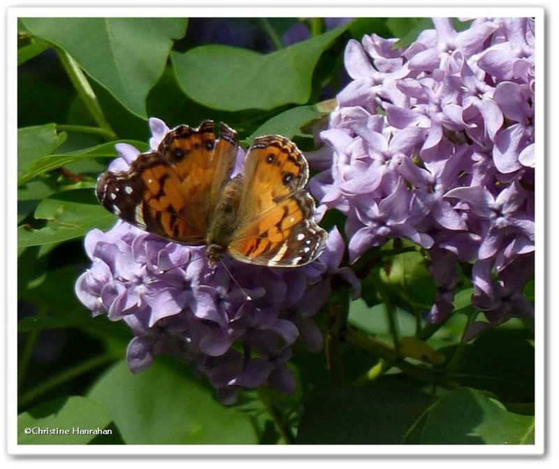 American lady butterfly (Vanessa virginiensis)