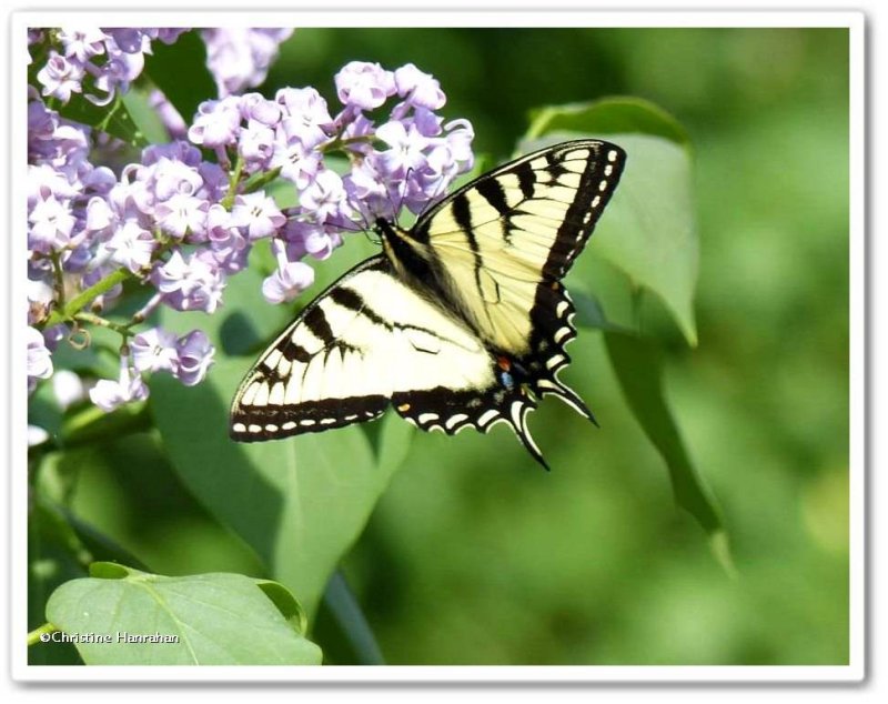 Canadian tiger swallowtail  (Papilio canadensis)