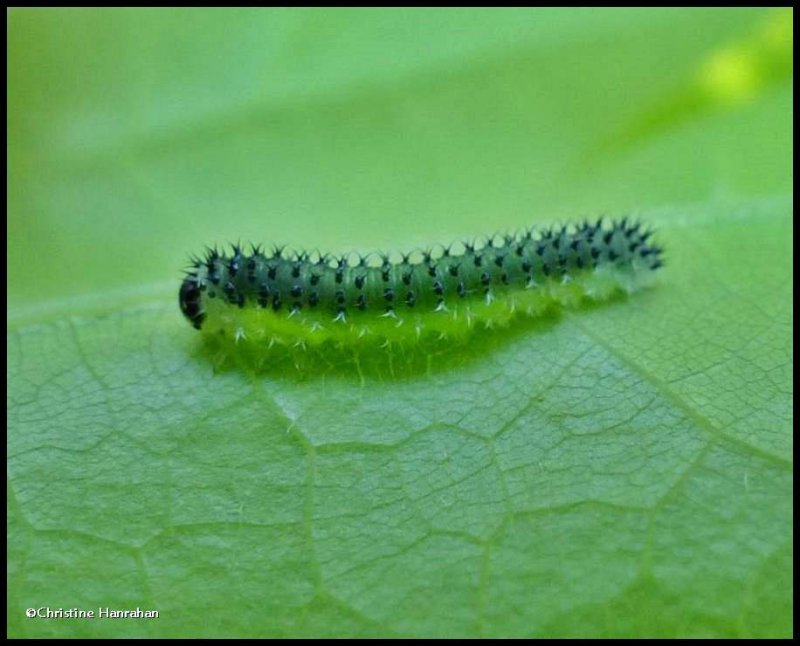 Sawfly larva (<em>Periclista</em>)