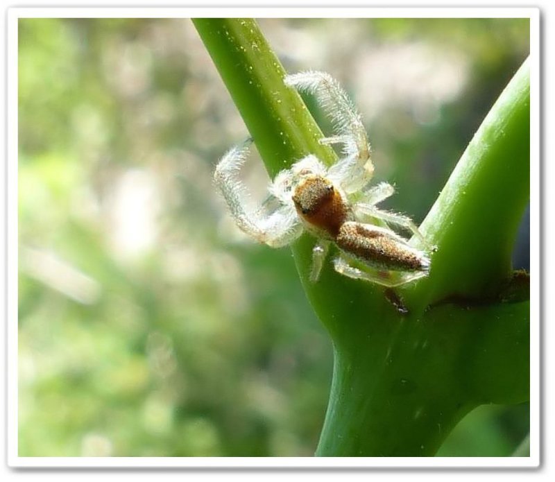 Jumping spider (Hentzia mitrata), male