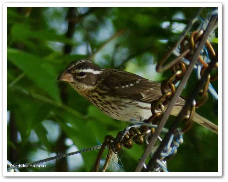 Rose-breasted grosbeak, female