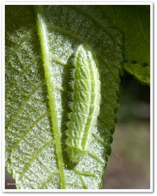 Hairstreak butterfly larva