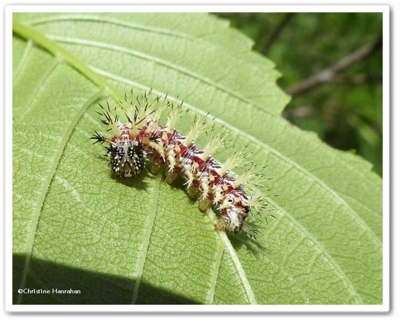 Question mark butterfly caterpillar  (Polygonia interrogationis)