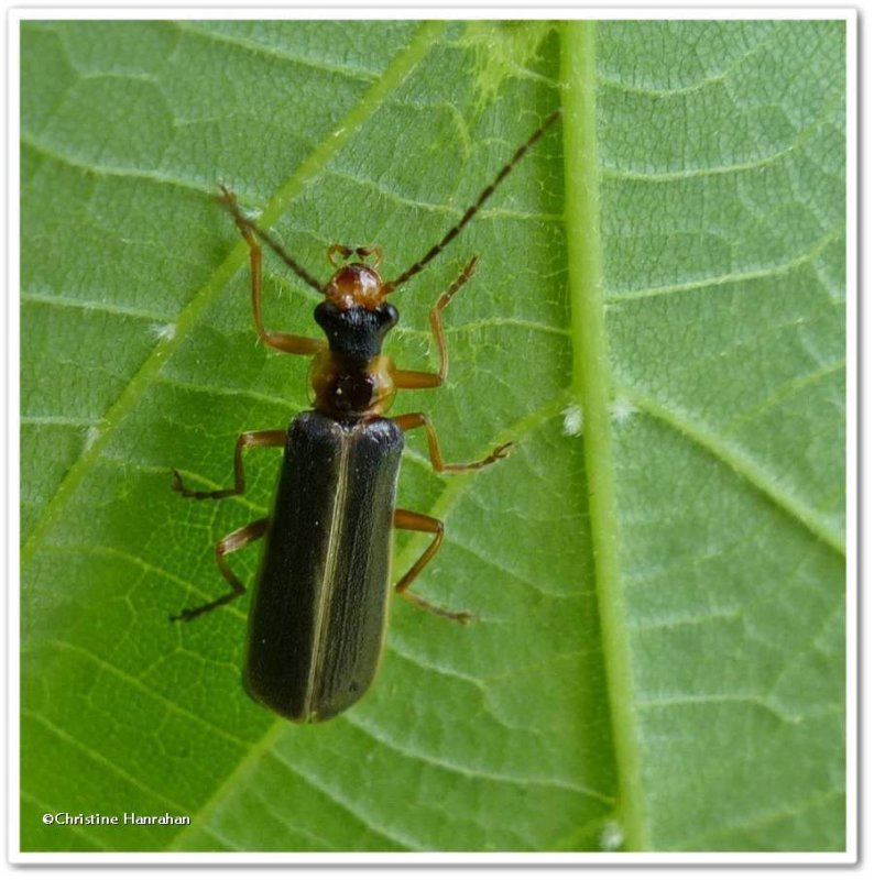 Soldier beetle  (Podabrus  intrusus)