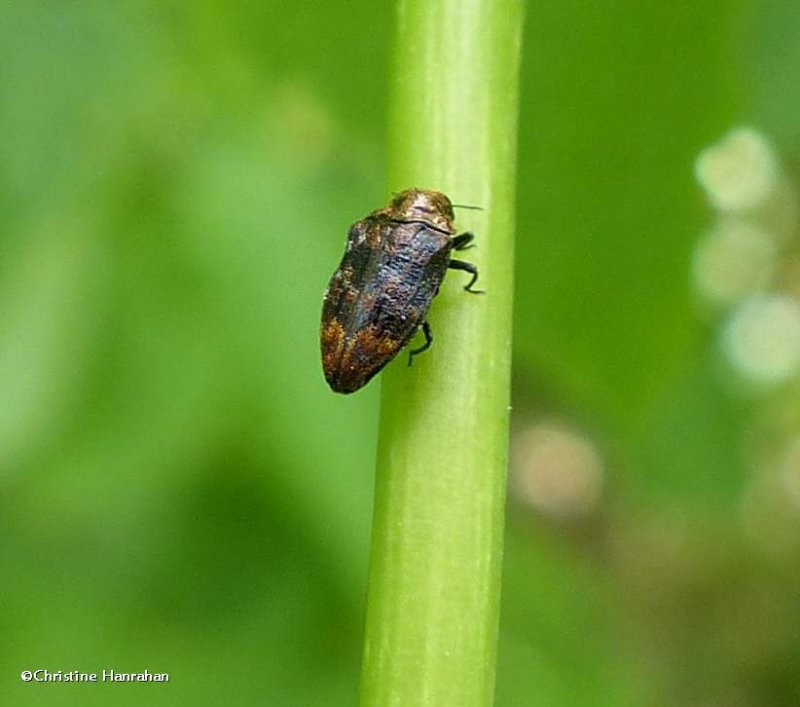 Metallic wood-boring beetle (Brachys aerosus)