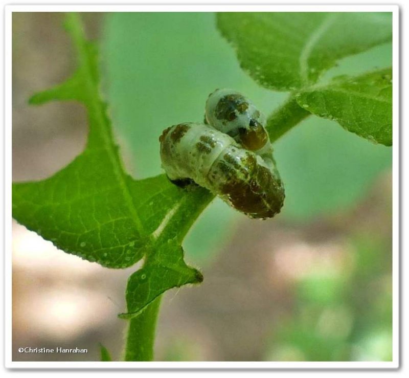 Sawfly larva 