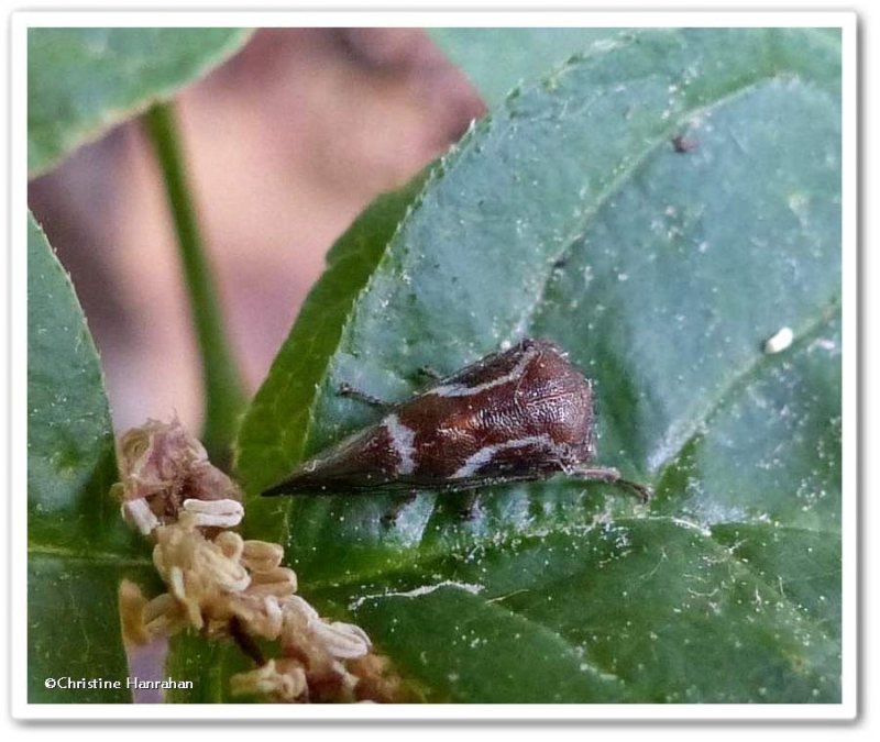 Treehopper (Ophiderma sp.)