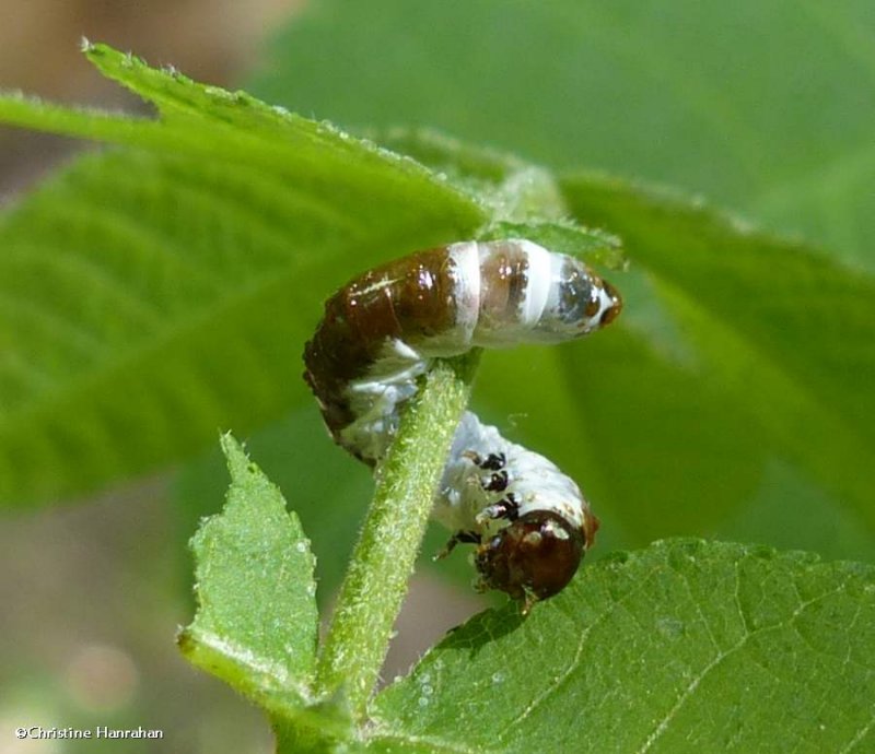 Sawfly larva